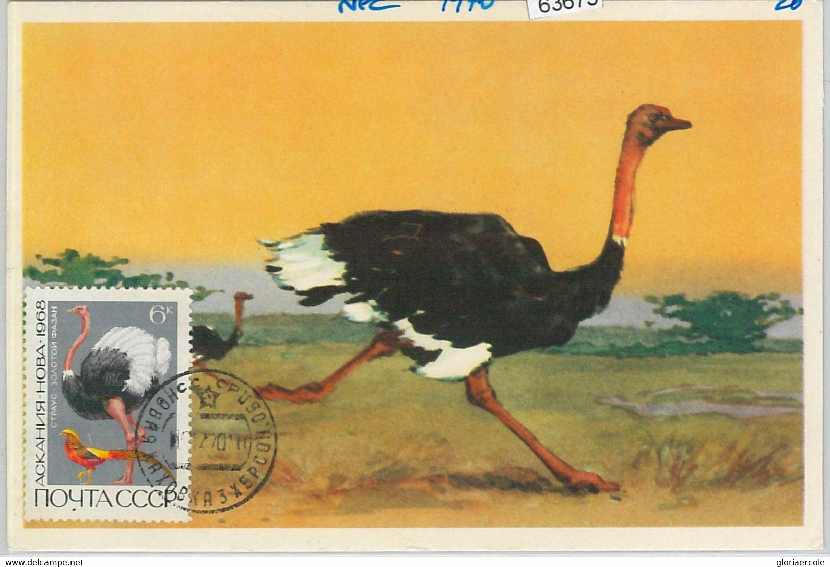 63675 -  RUSSIA USSR - POSTAL HISTORY: MAXIMUM CARD 1970 - BIRDS Ostrich - Autruches