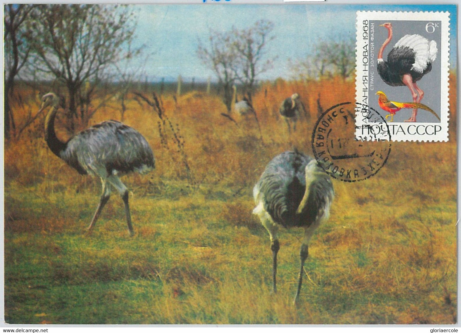 63667 -  RUSSIA USSR - POSTAL HISTORY: MAXIMUM CARD 1968 - BIRDS Ostrich - Straussen- Und Laufvögel