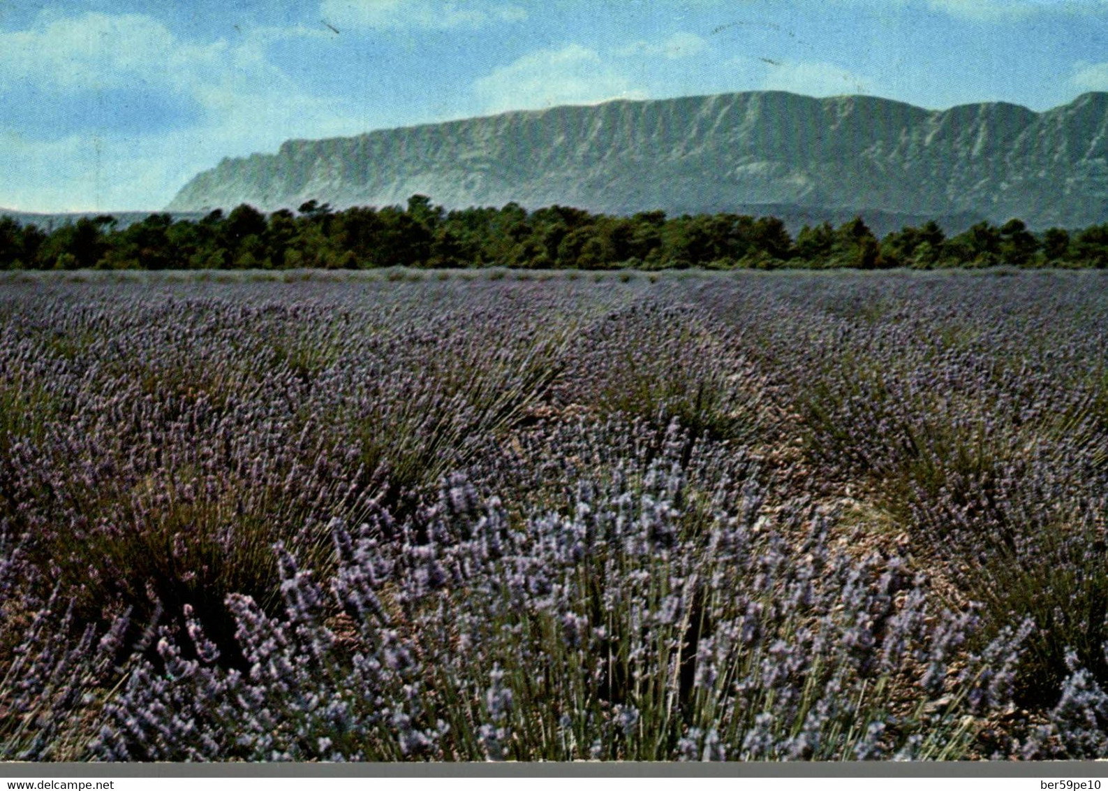 LA PROVENCE ET SES CHAMPS DE LAVANDE - Heilpflanzen