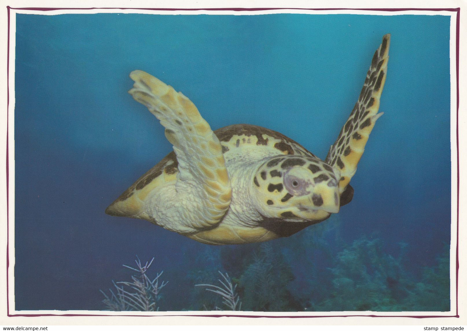 Qatar 2003 Environment Day Ras Laffan Industrial City Commemorative Postcard - Turtle Marine Life Fauna Animal Kingdom - Qatar