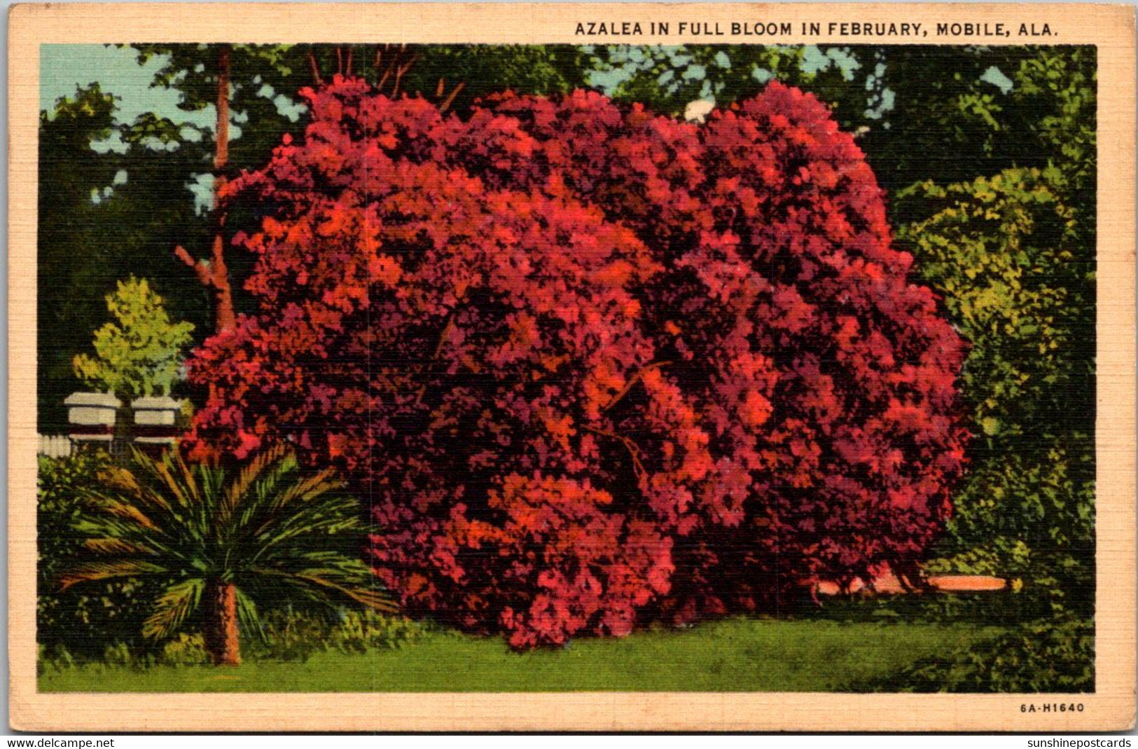 Alabama Mobile Azalea In Full Bloom In February Curteich - Mobile