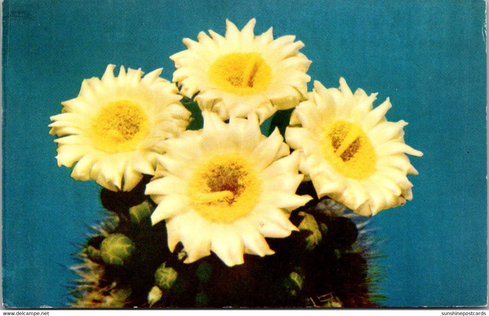 Cactus Giant Saguaro In Bloom - Cactusses