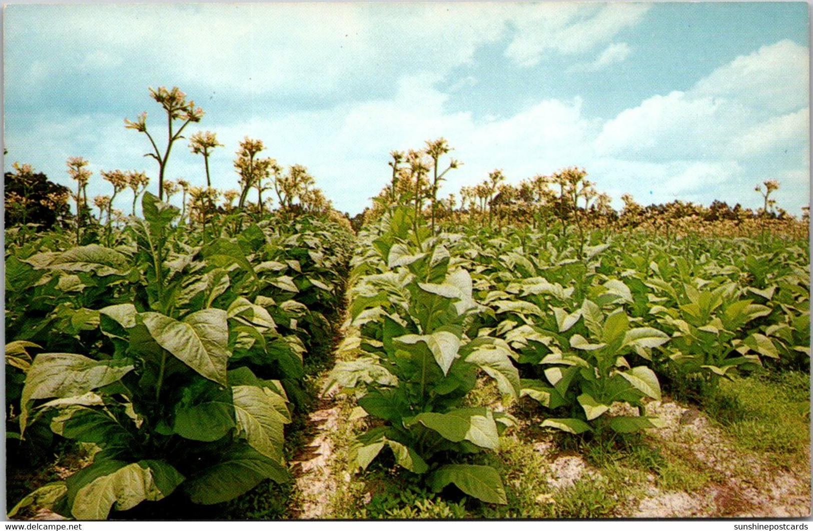 Tobacco Field Tobacco Land USA - Tabak