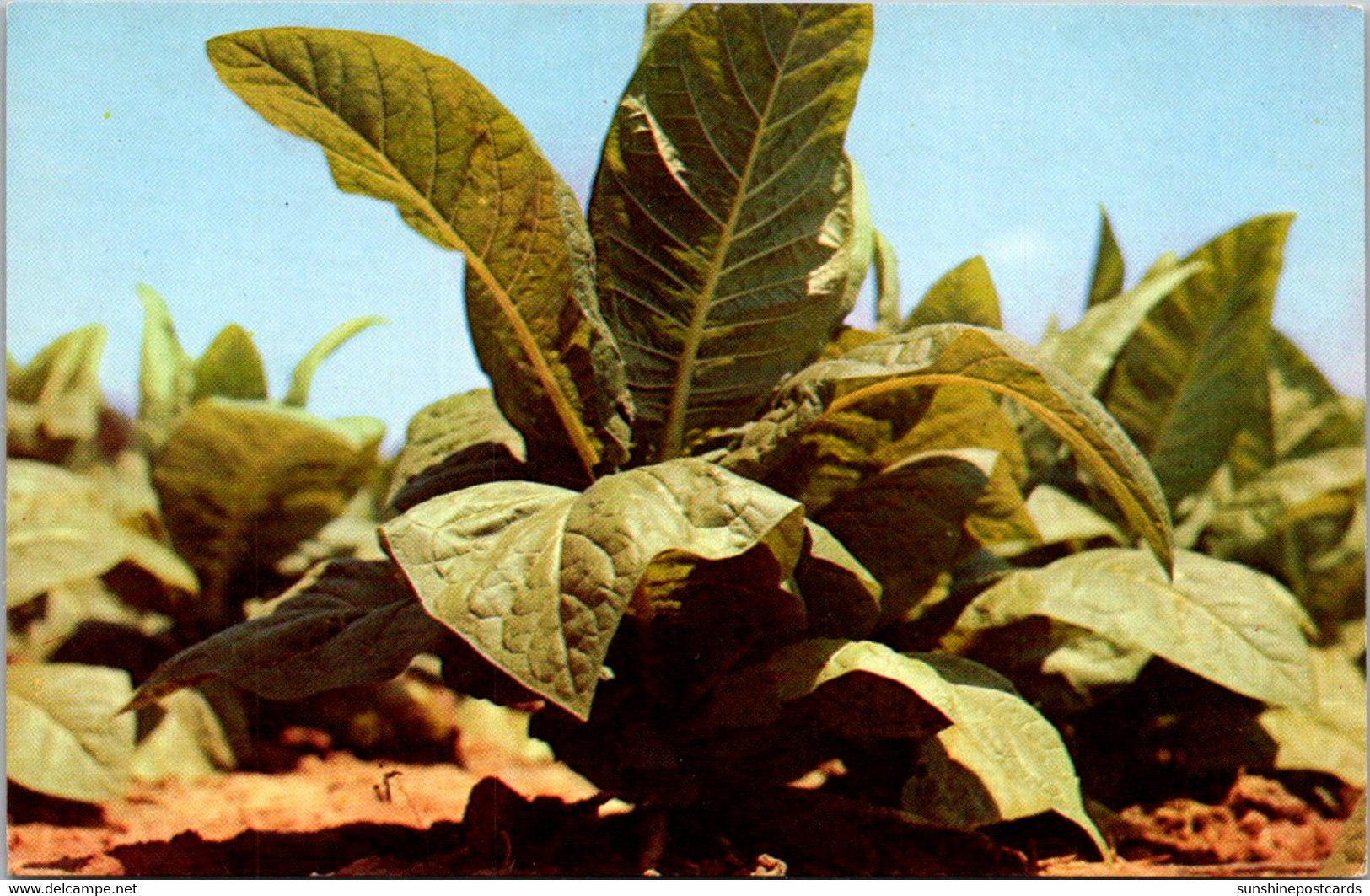 Tobacco Plant - Tabac