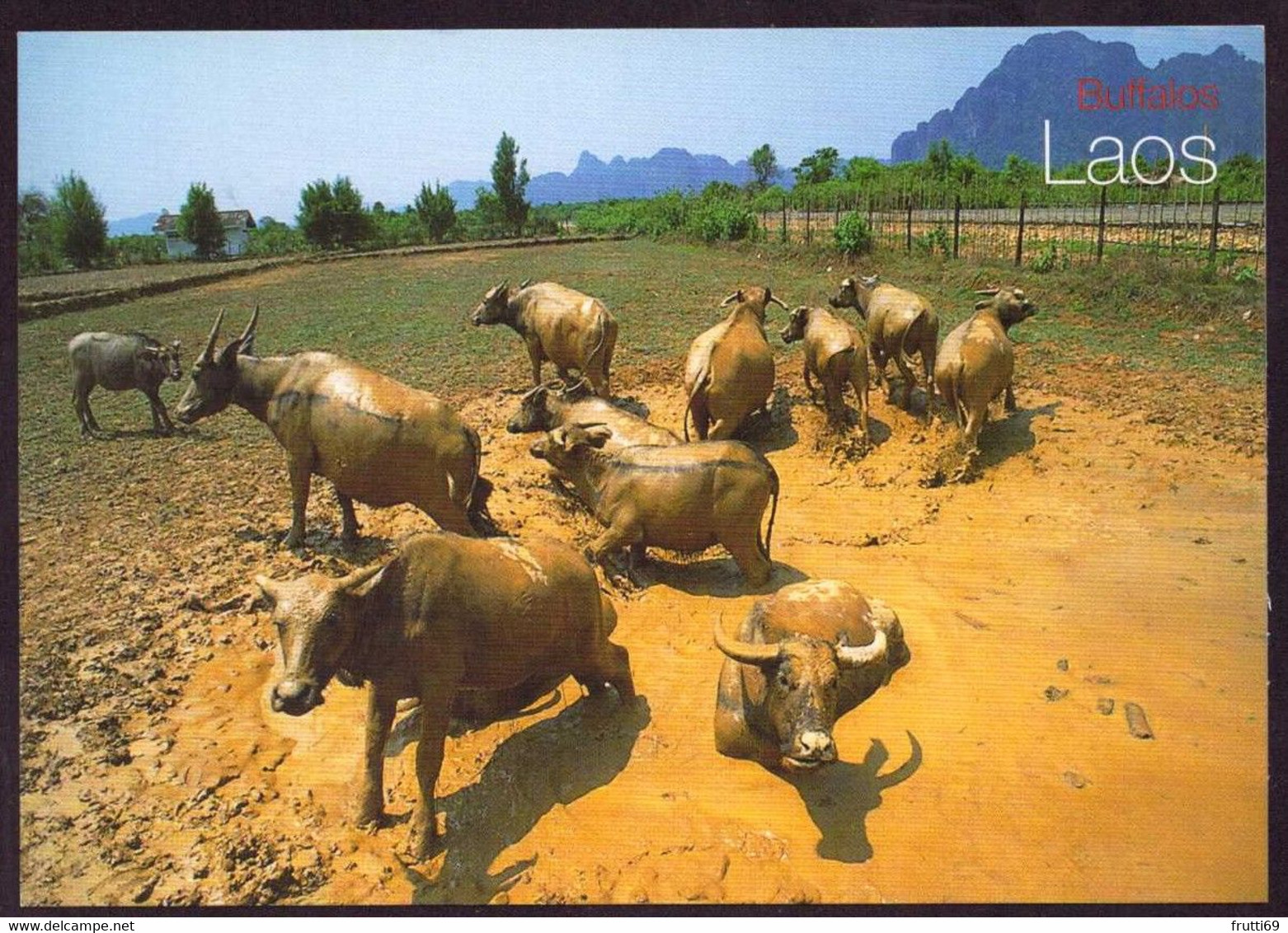 AK 077979 LAOS - Buffaloes - Laos