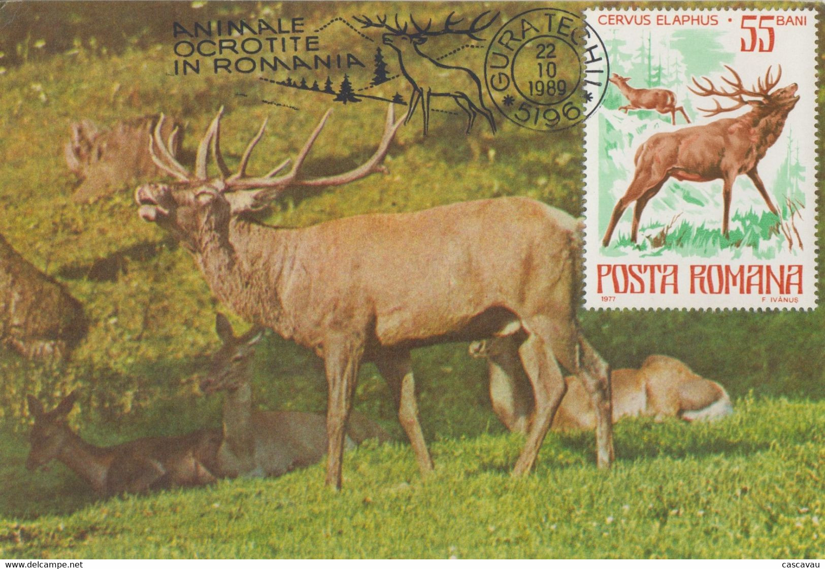 Carte  Maximum  1er  Jour   ROUMANIE    Cerf     1989 - Animalez De Caza