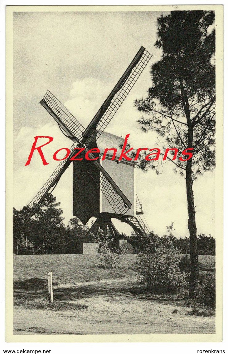 Kasterlee Oude Standaardmolen Windmolen Molen Moulin A Vent Windmill Antwerpse Kempen - Kasterlee