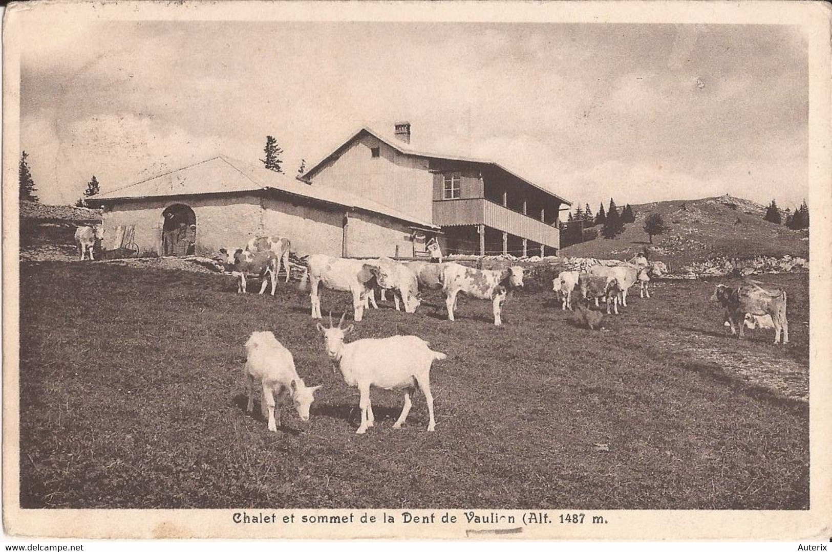 Suisse - Vaud - Vaulion - Chalet Et Sommet De La Dent De Vaulion Chèvres Ziegen Goat - Vaulion