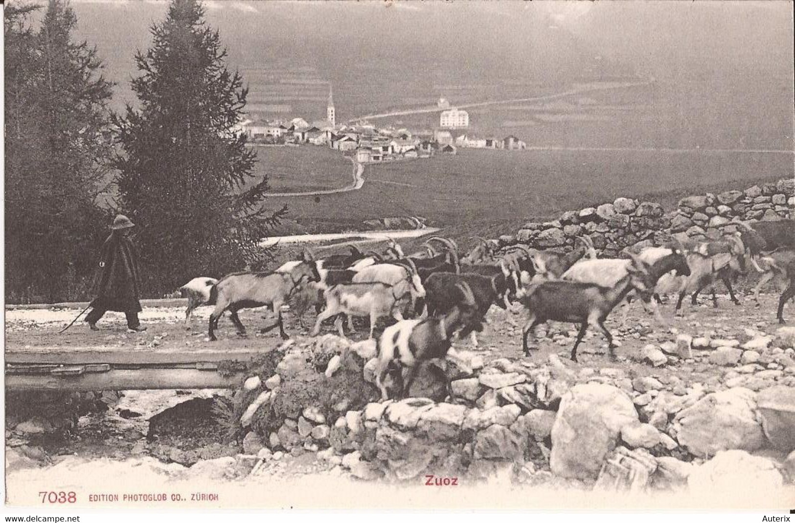 Suisse - Grisons - Zuoz -  Chèvres Ziegen Goat Berger - Zuoz