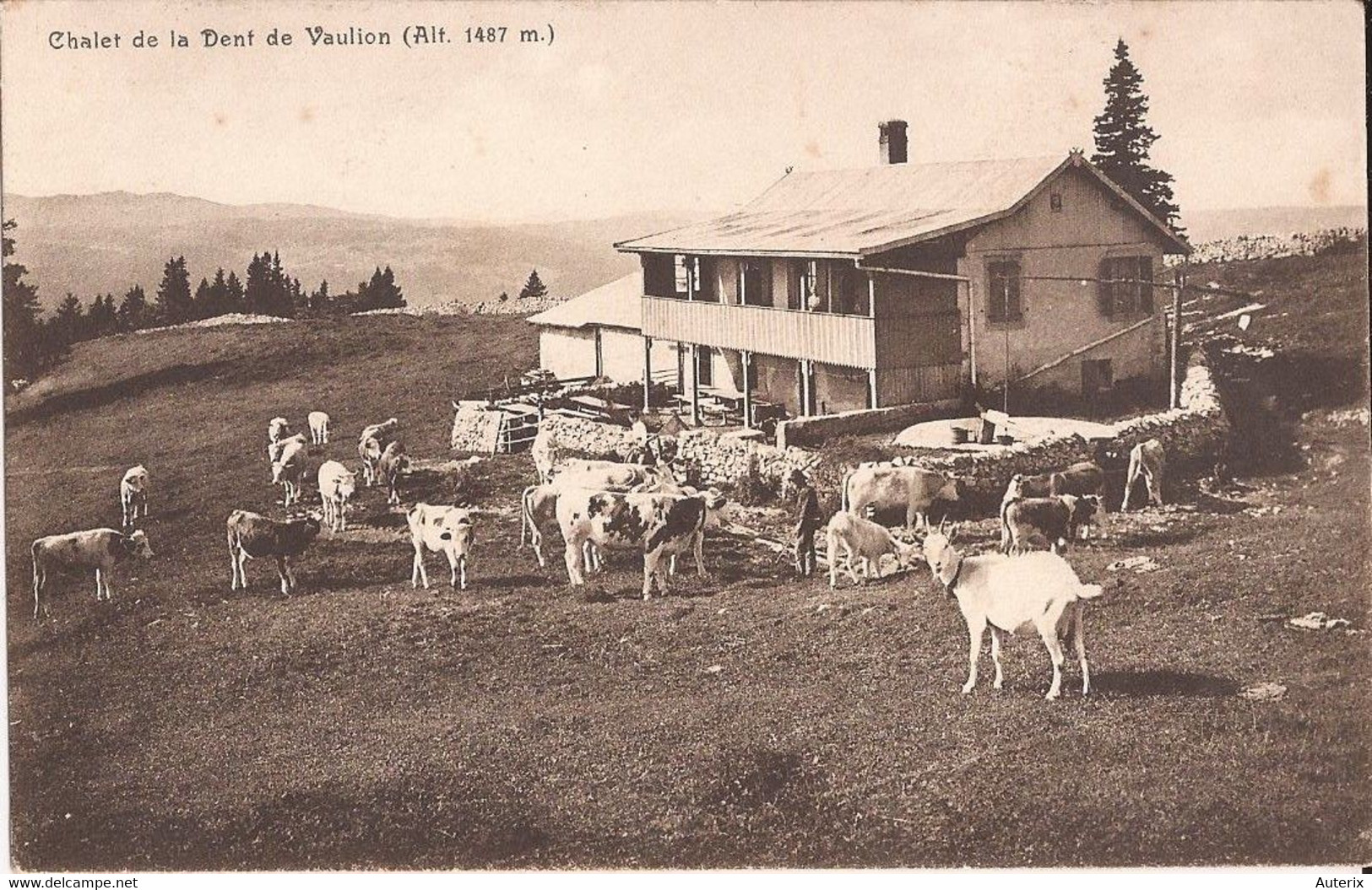 Suisse - Vaud - Vaulion - Chalet Et Dent Chalet Chevres Ziegen Goat - Vaulion