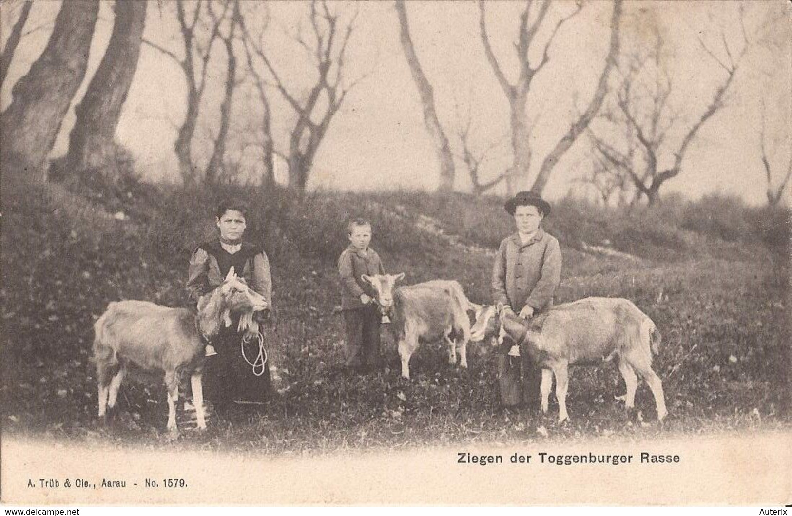 Suisse - C -  St. Gall - Ziegen Der Toggenburger Toggenburg Rasse Berger Chevres Ziegen Goat - Berg