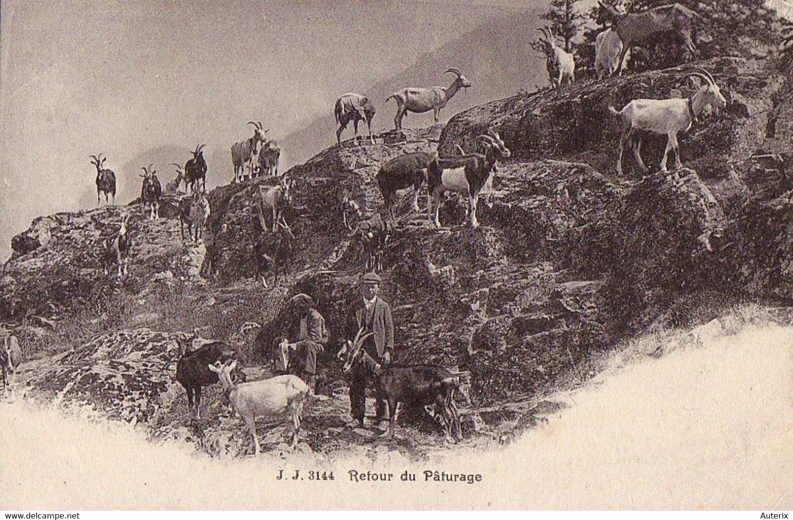 Suisse - NL - Retour Du Pâturage Jj3144 Berger Chevres Ziegen Goat - Berg