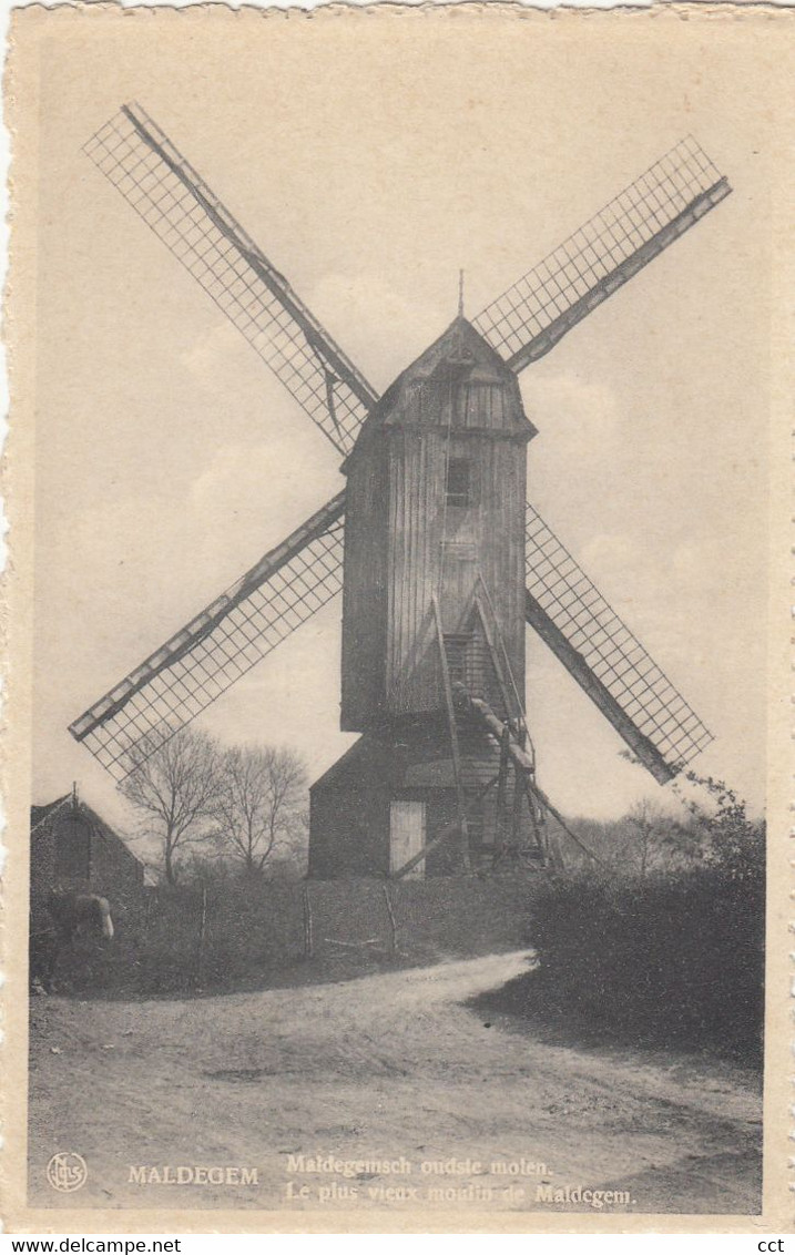 Maldegem   Oude Molen  Vieux Moulin - Maldegem