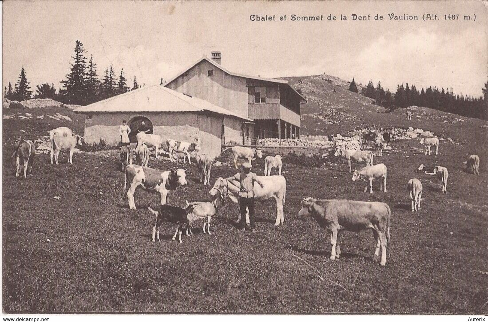 Suisse - Vaud - Vaulion - Chalet Et Sommet Alt.1487m.vache Chevre Ziege Goat - Vaulion