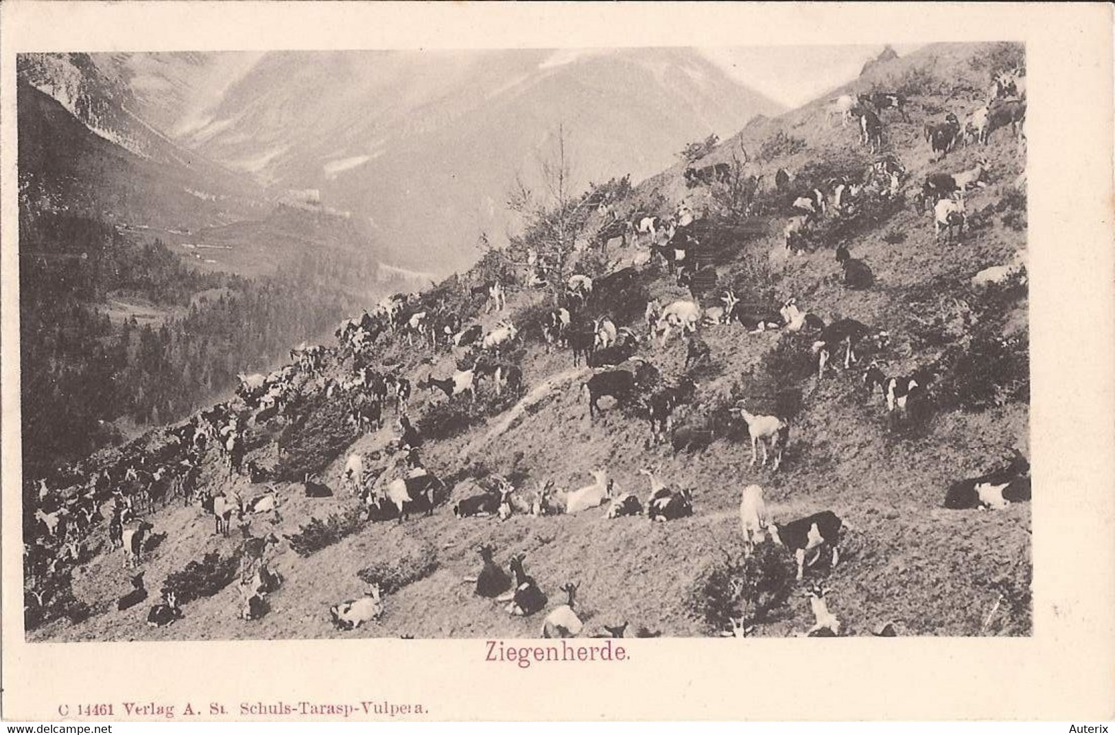 Suisse - C -  Grisons - Ziegenherde - Schuls Tarasp Vulpera Ziege Chevre Goat - Tarasp