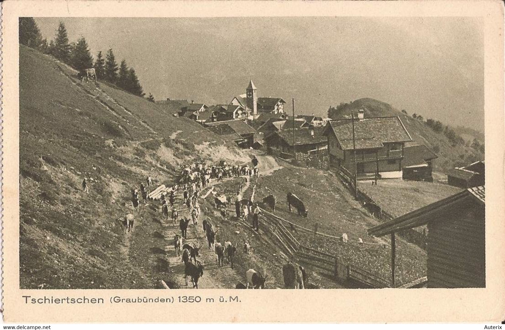 Suisse - C -  Grisons - Tschiertschen - Graubünden  Berger Ziege Chevre Goat - Tschiertschen