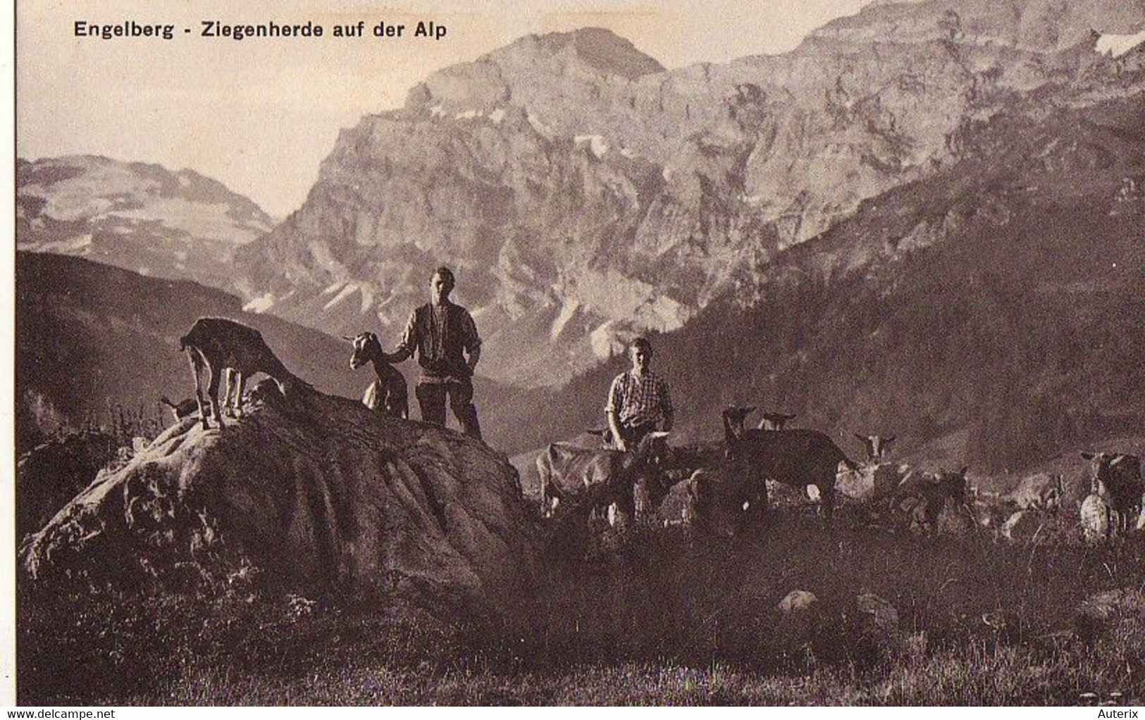 Suisse - C -  Obwald - Engelberg - Ziegenherde Auf Der Alp Ziege Chevre Goat - Engelberg
