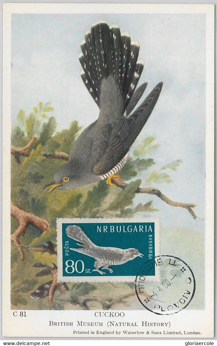 52141 - BULGARIA -  MAXIMUM CARD - 1960  ANIMALS -  BIRDS: CUCKOO - Cuco, Cuclillos