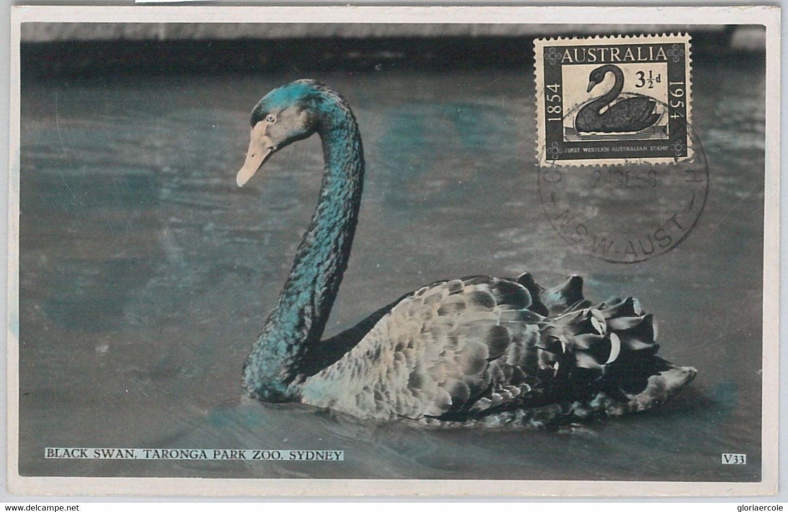 52150 - AUSTRALIA -  MAXIMUM CARD - 1958  ANIMALS:  BIRDS  Swans - Swans