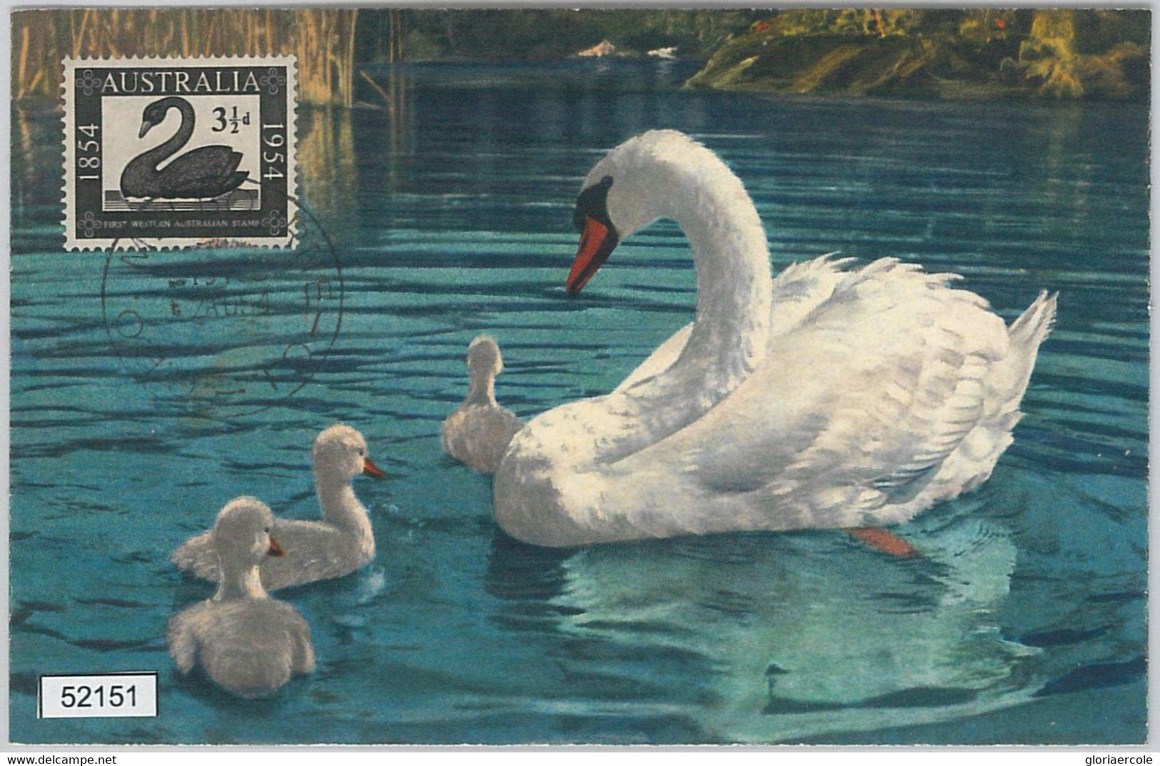 52151 - AUSTRALIA -  MAXIMUM CARD - 1954  ANIMALS:  BIRDS  Swans - Cygnes