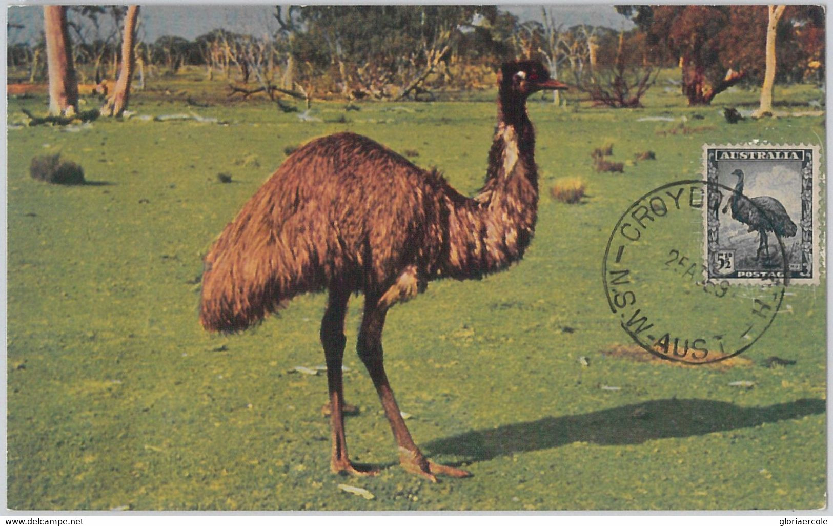 52160 - AUSTRALIA -  MAXIMUM CARD - 1959  ANIMALS:  BIRDS Ostrich - Ostriches