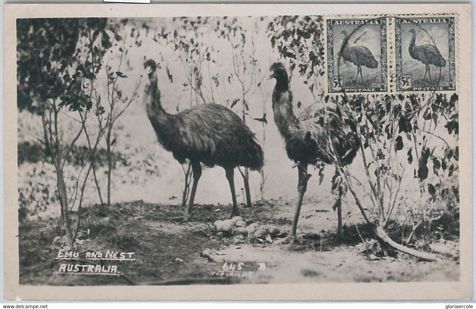 52161 - AUSTRALIA -  MAXIMUM CARD - 1951  ANIMALS:  BIRDS Ostrich - Struisvogels