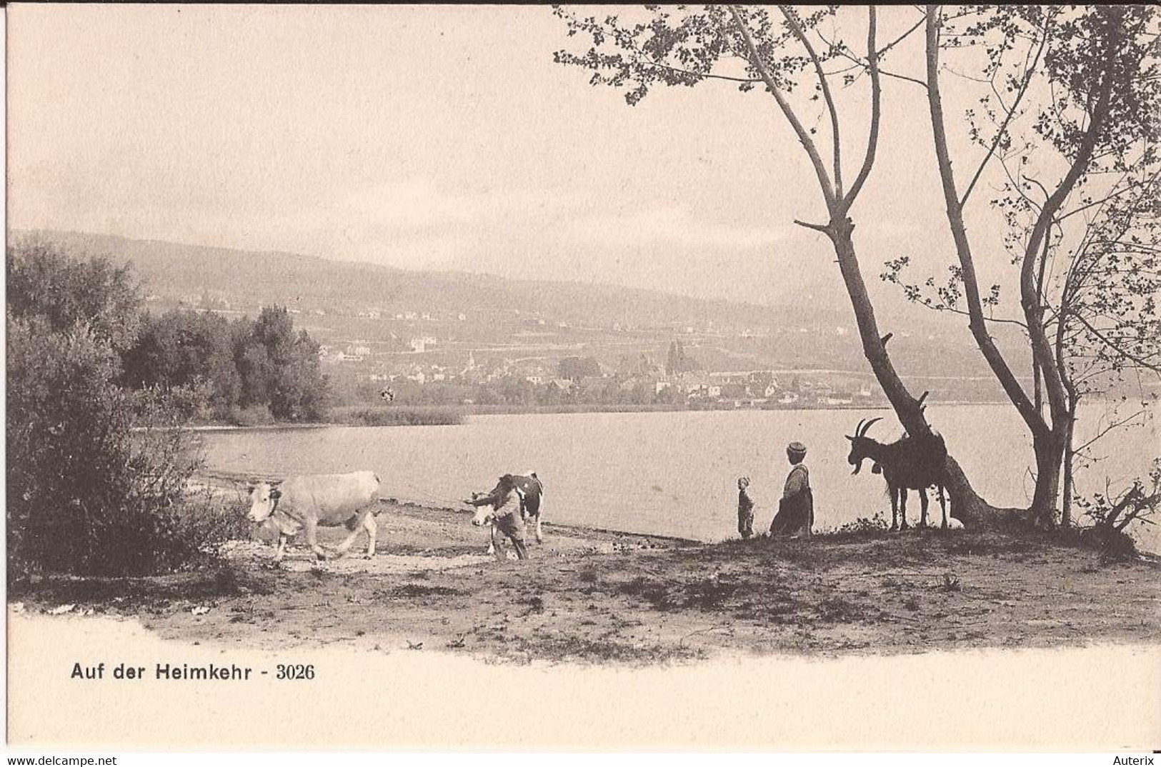 Suisse - C -  Neuchatel - Auvernier Bords Du Lac De Colombier Neuchatel - Auf Der Heimkehr 3026 Vache Ziege Chevre Goat - Auvernier