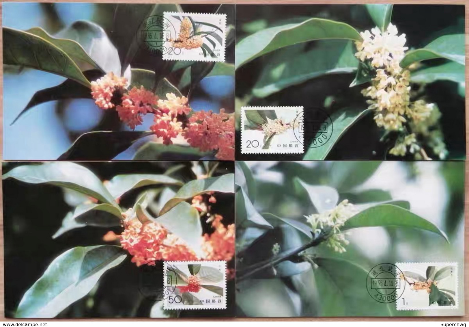 China Maximum Card,1995 MC-21 Osmanthus,4 Pcs - Cartes-maximum