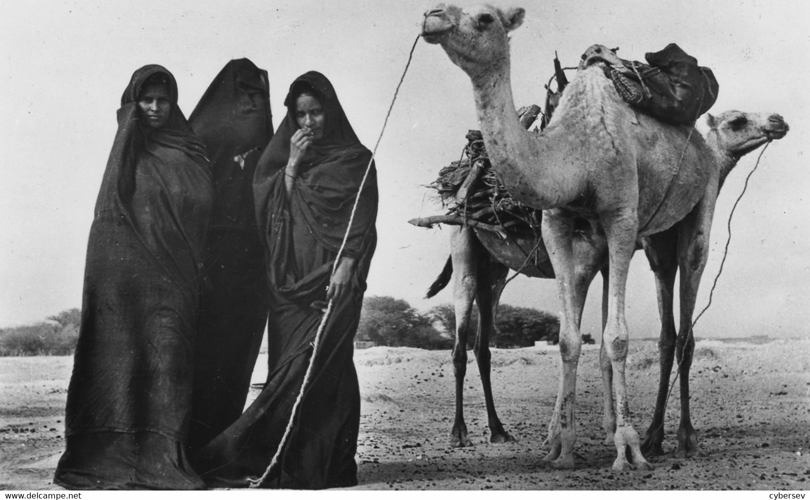 MAURITANIE - Femmes Maures à La Corvée De Bois - Belle Carte - CPSM PF - Mauritanie