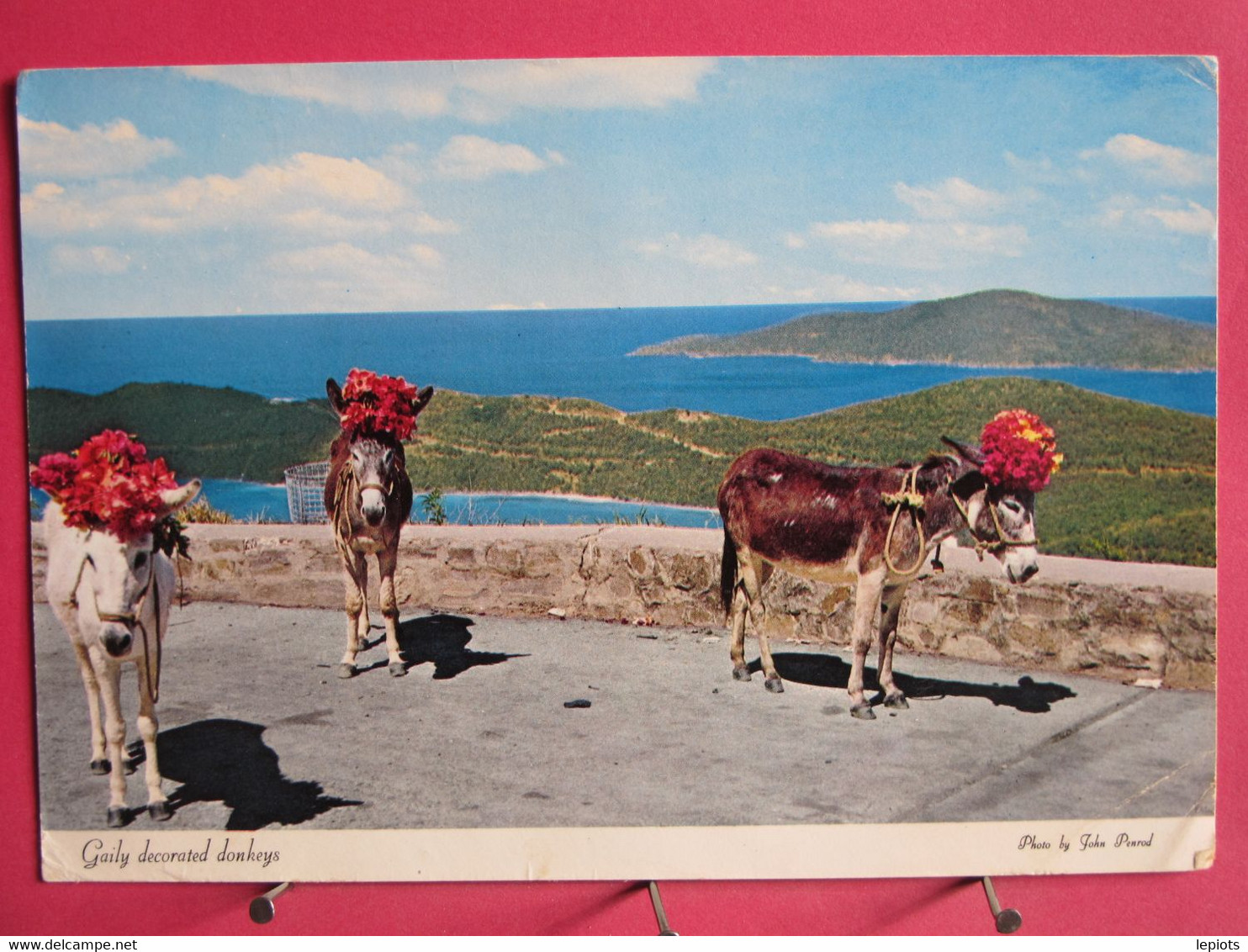 Visuel Pas Très Courant - St. Thomas - Virgin Islands - Iles Vierges - Gaily Decorated Donkeys - R/verso - Vierges (Iles), Amér.