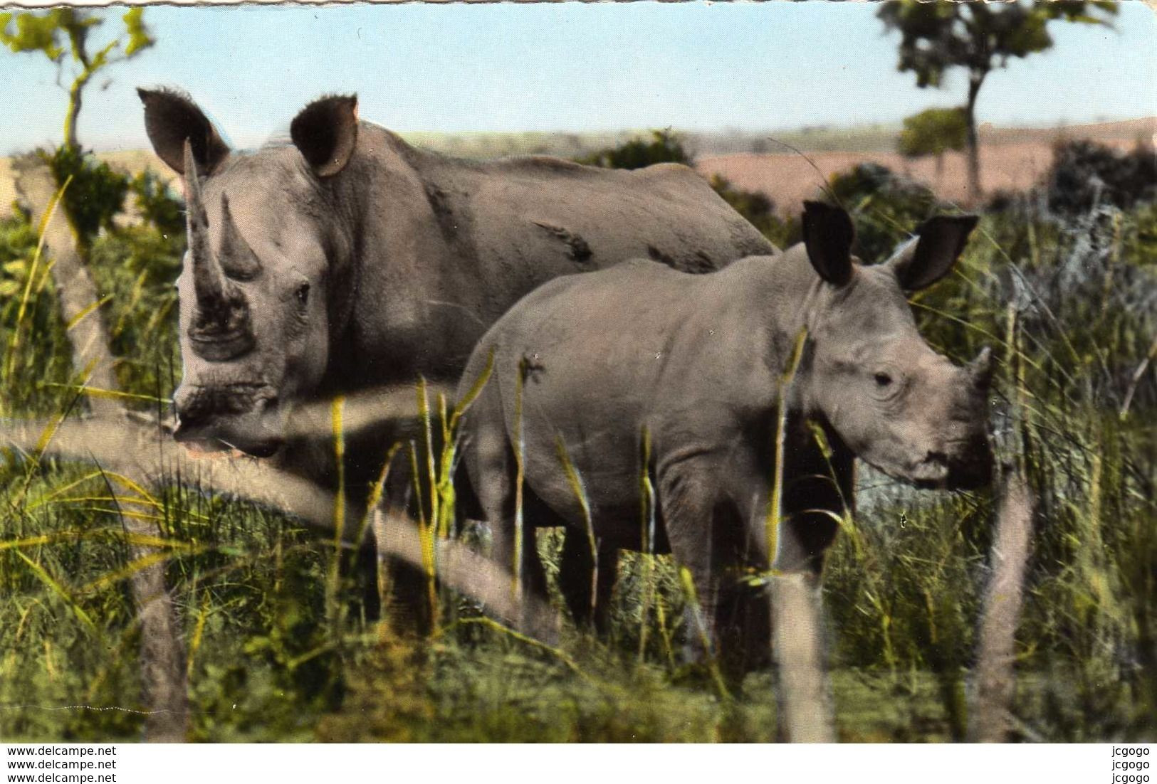 RHINOCÉROS    FAUNE AFRICAINE  Rhinocéros Blancs  Carte Photo.  DAKAR  TBE - Neushoorn