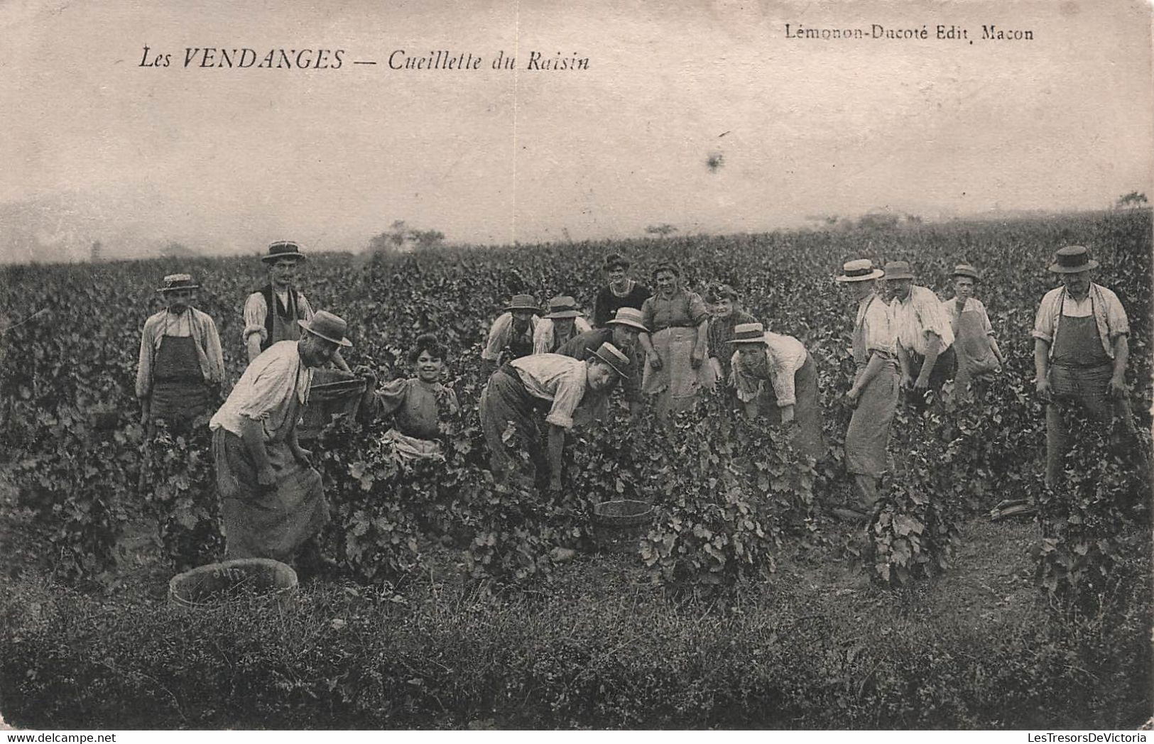 CPA Les Vendanges - Cueillette Du Raisin - Lemonon Ducoté Edition - Vigne