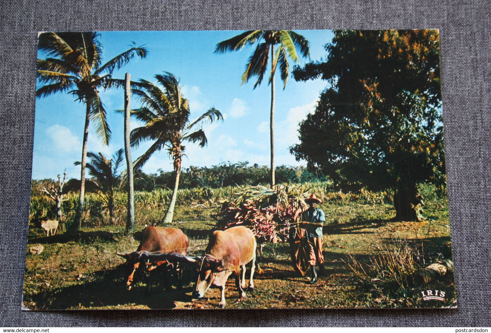 Netherlands Antilles - Guadelupe  / Sugar Cane Cart / Stamp - Otros & Sin Clasificación