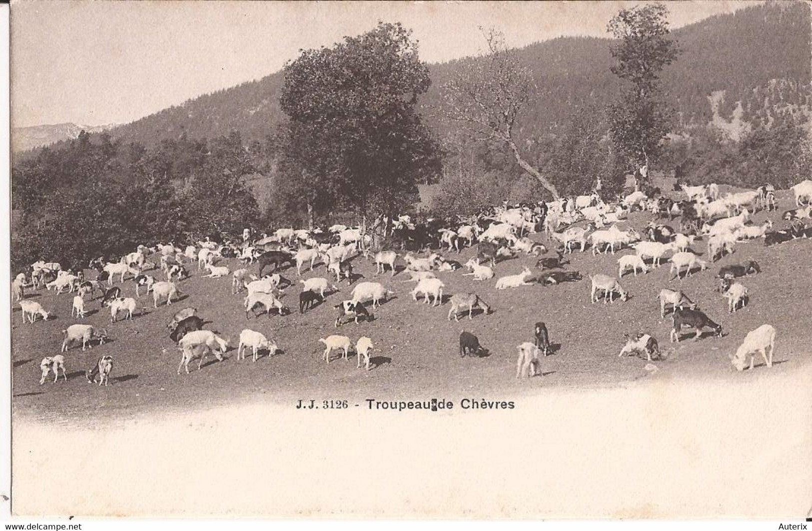 Suisse - NL - Troupeau De Chèvres Jj3126 Jullien Chevres Ziege Goat - Au