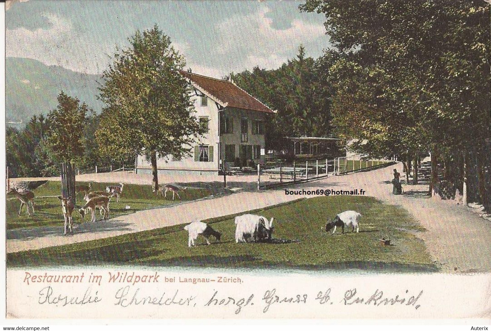 Suisse - C -  Zurich - Restaurant Im Wildpark Bei Langnau Schwarzhalsziege Colorisée Chevres Ziege Goat - Langnau Am Albis 