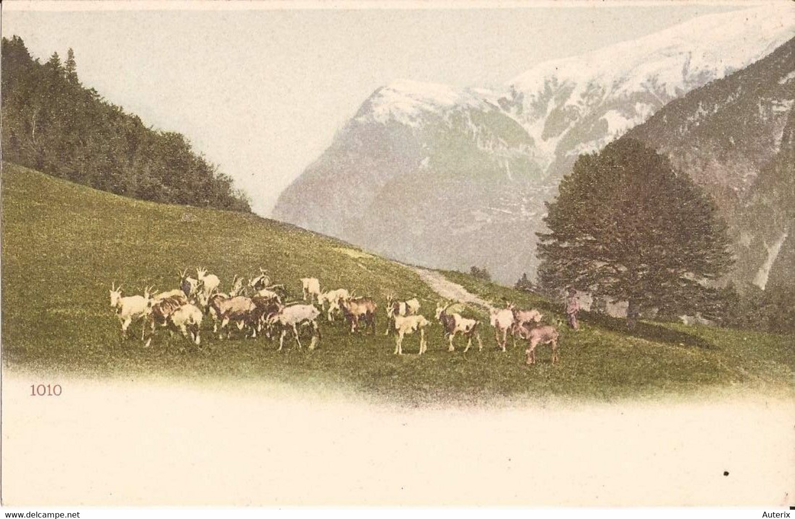Suisse - NL - 1010 Troupeau De Chevres Valais ? Colorisée Chevres Ziege Goat - Au
