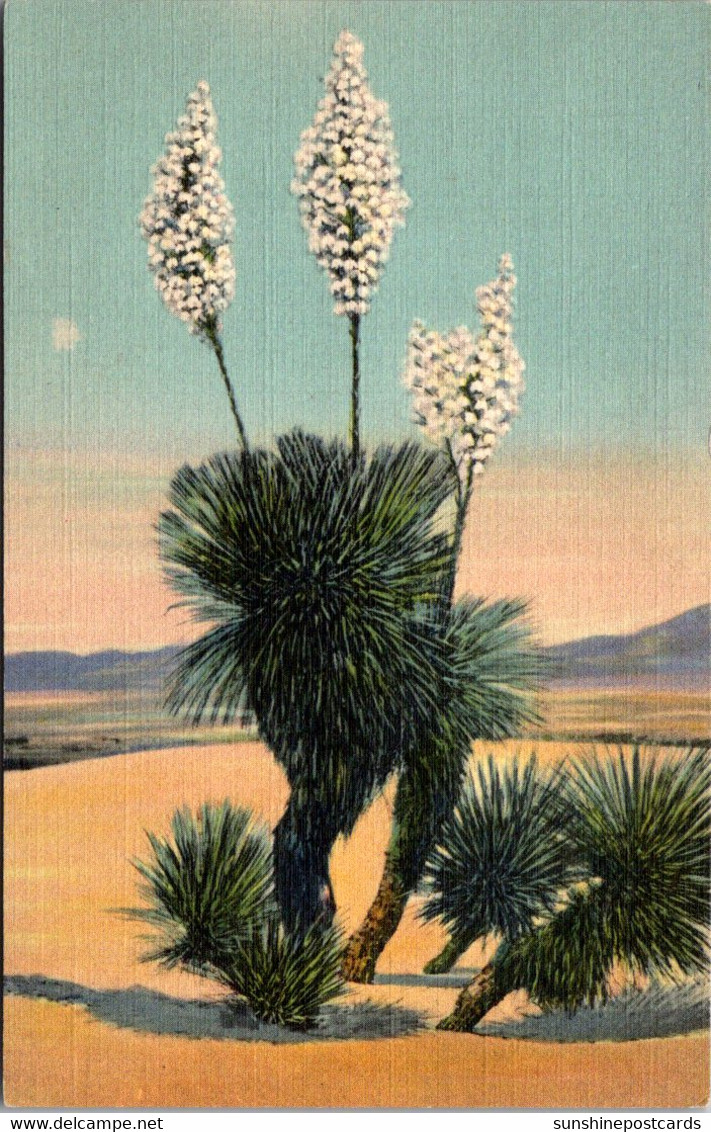 Cactus Desert Yucca In Bloom Curteich - Cactusses