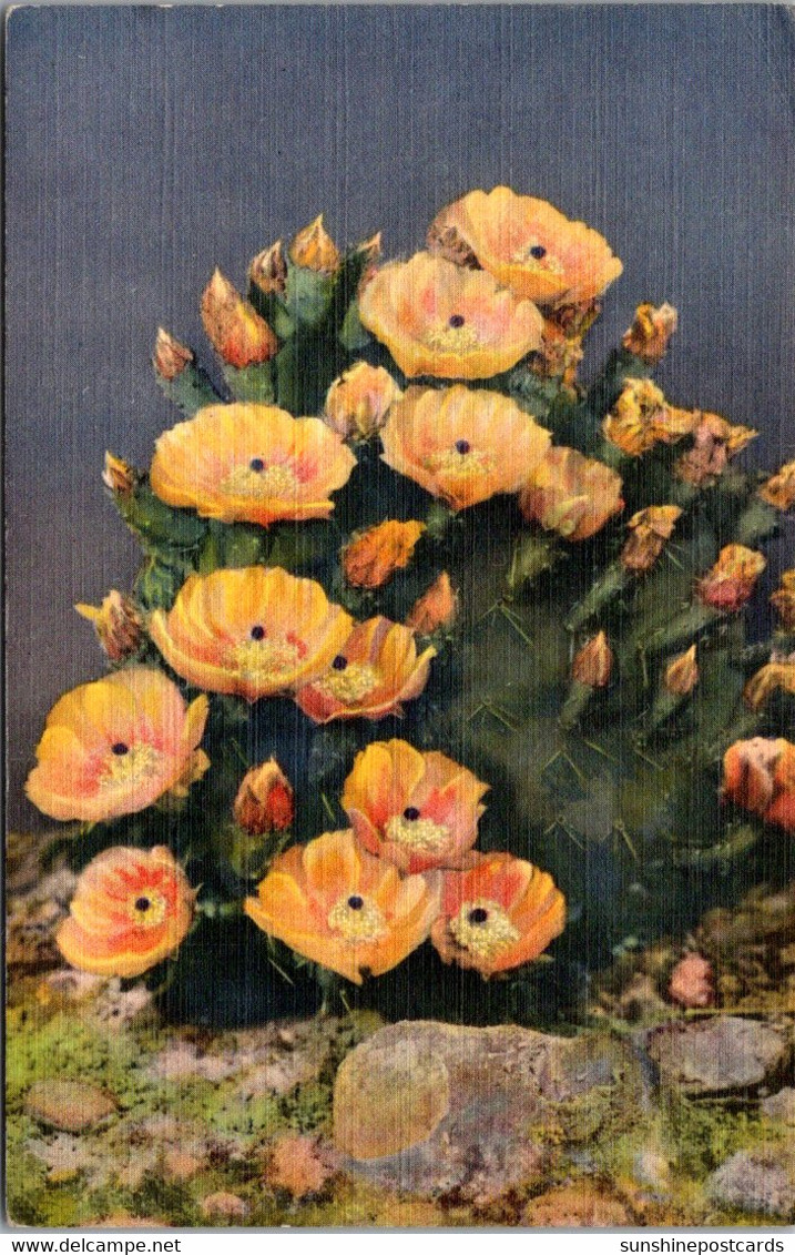 Cactus Prickley Pear Cactus In Bloom 1943 Curteich - Cactusses