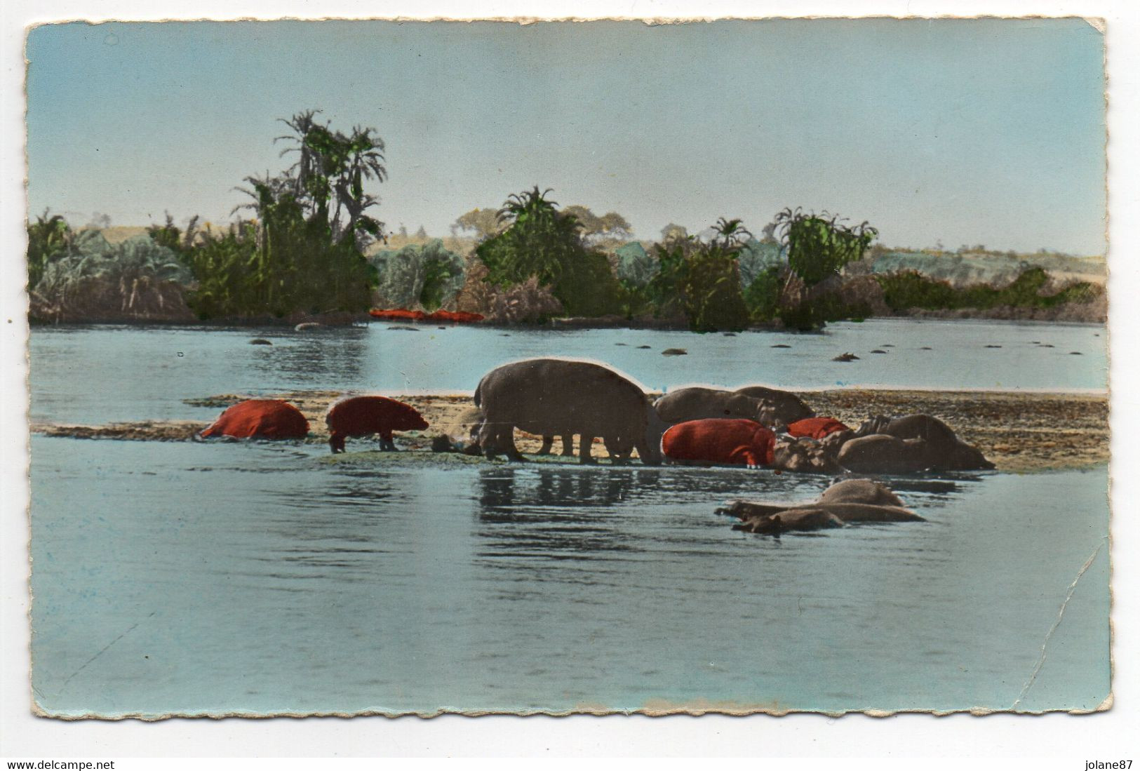 CPA  FAUNE AFRICAINE    1957      HIPPOPOTAMES AU BAIN - Ippopotami