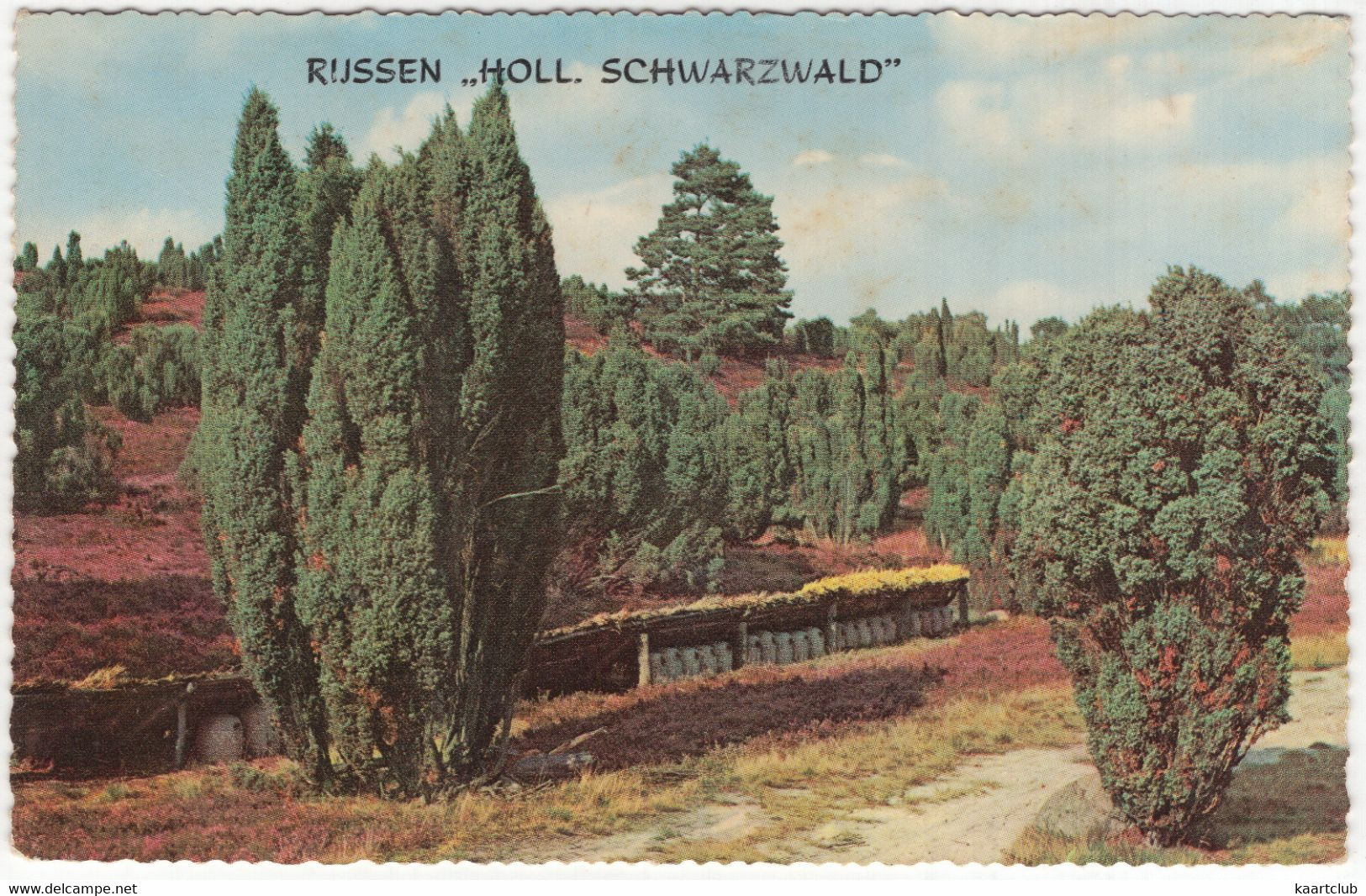 Rijssen 'Holl. Schwarzwald' -  (Overijssel, Nederland/Holland) - 1966 - Bijenkorven Op De Hei - Rijssen