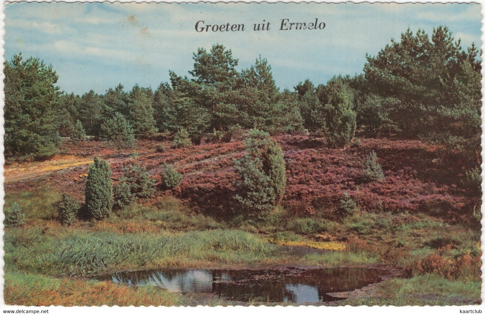 Groeten Uit Ermelo -  (Gelderland, Nederland/Holland) - 1961 - Heide - Ermelo