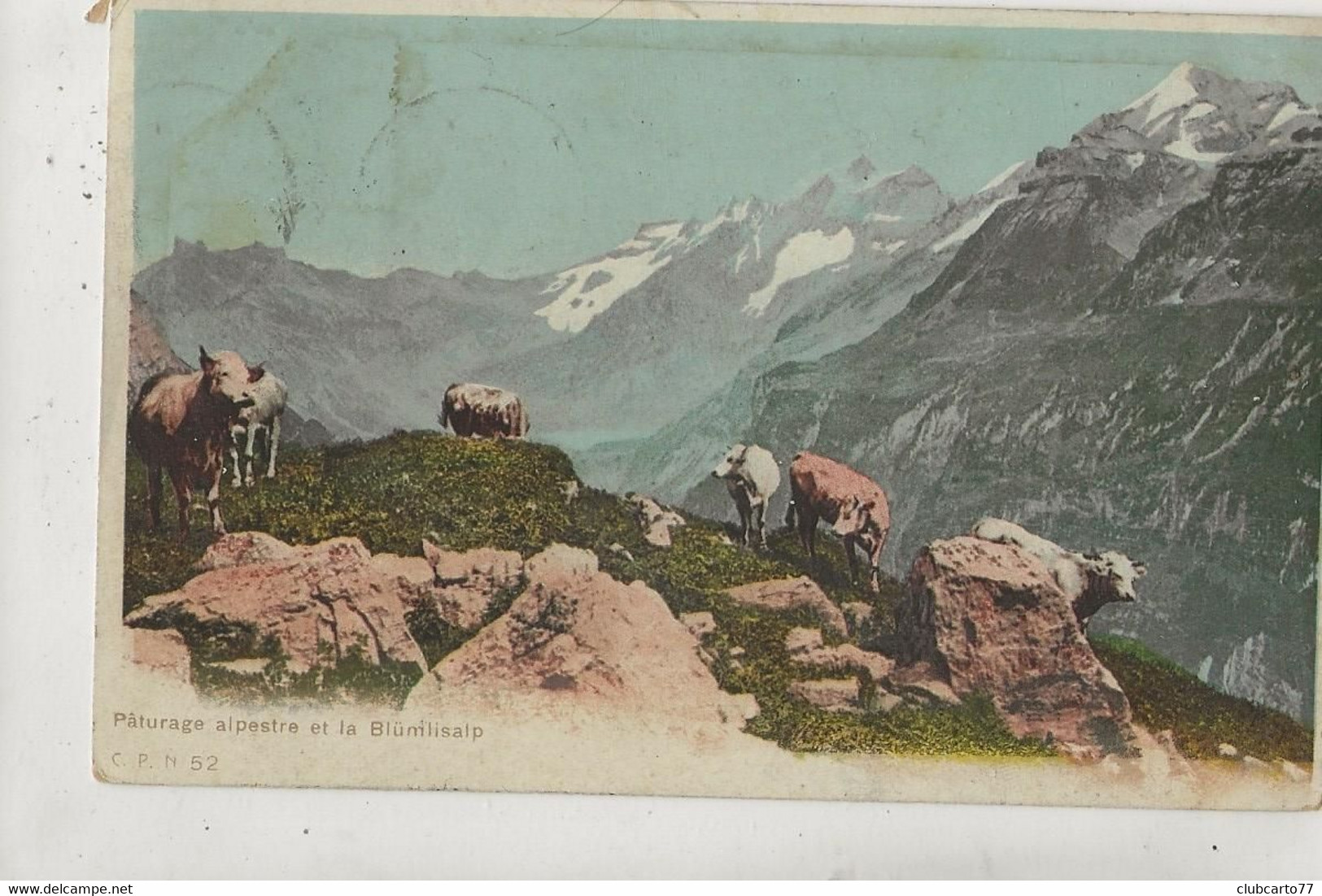 Chenit (Suisse, Vaud)  : Troupeau De Vaches Dans Les Alpages Du Hameau D'Orient  En 1909  PF. - Le Chenit