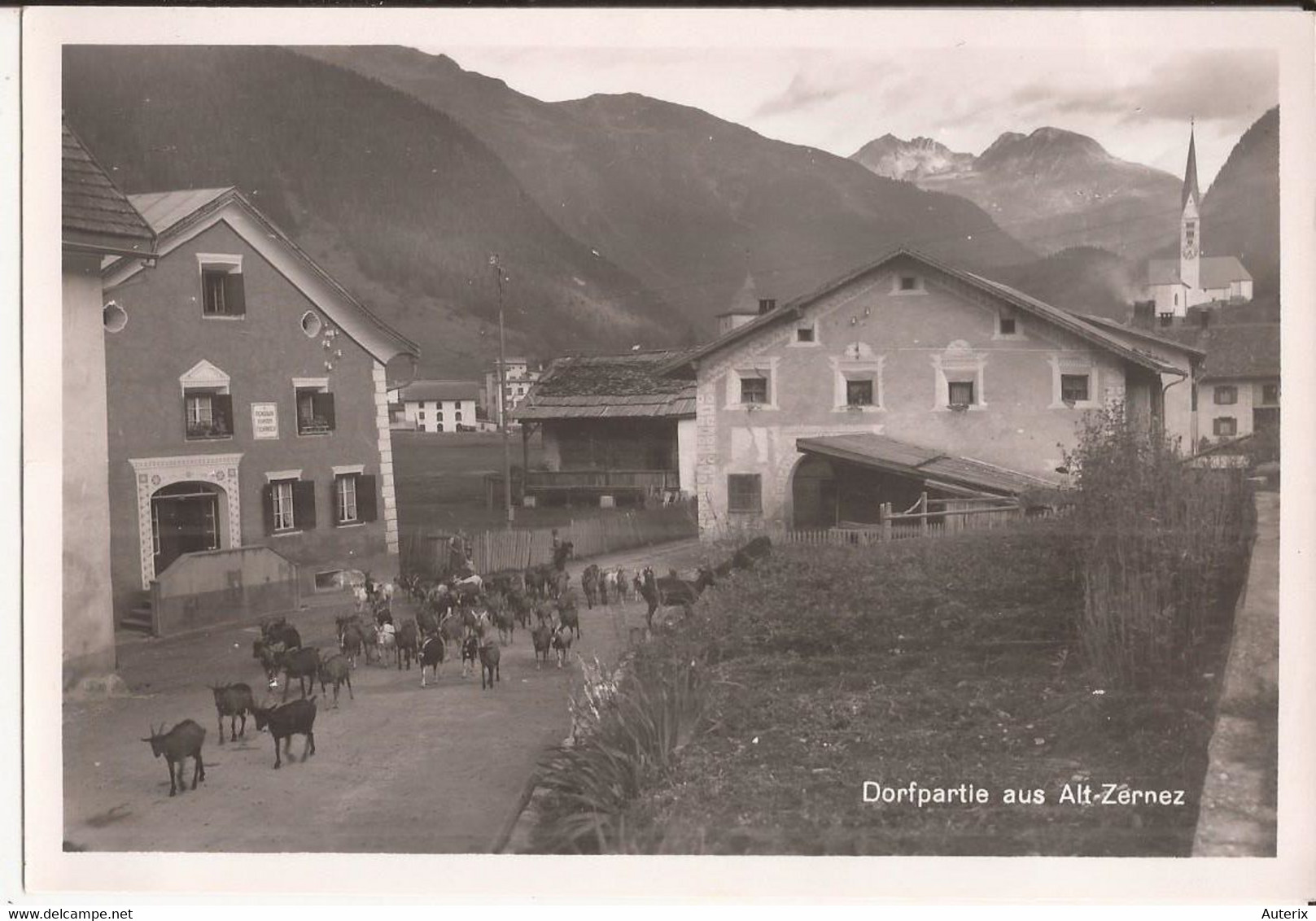 Suisse - C -  Grisons - Zernez - Dorfpartie In Alt-Zernez Ziege Chevre Goat - Zernez