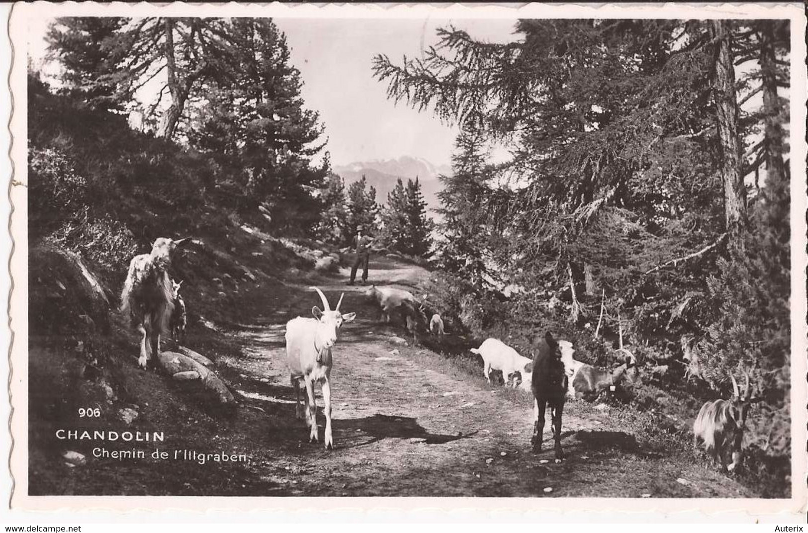 Suisse - Valais - Chandolin - Chemin De L'Ilgraben Ziege Chevre Goat - Chandolin