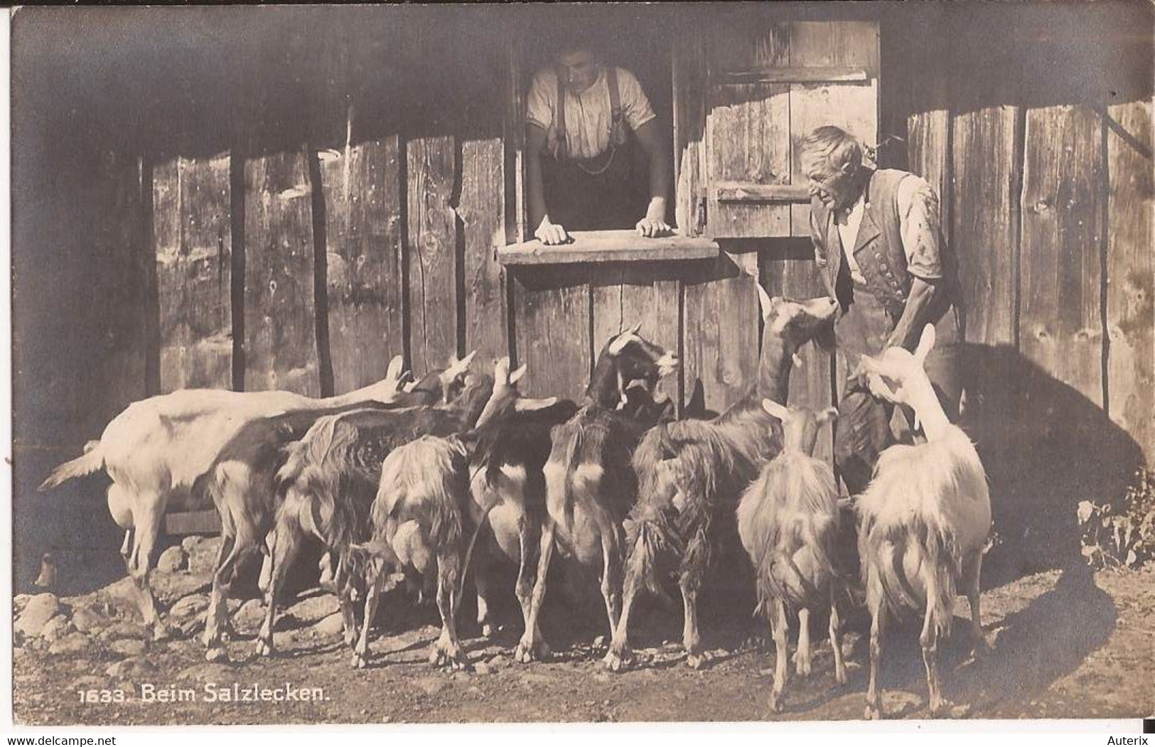 Suisse - C -  St. Gall - Beim Salzlecken 1633 Ziege Chevre Goat - St. Gallen