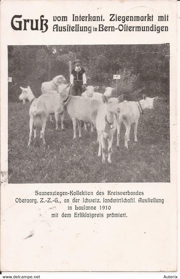Suisse - Schwyz - Gruss Vom Interkant. Ziegenmarkt Mit Aussitellung In Bern-Oltermundingen Ziege Chevre Goat - Autres & Non Classés