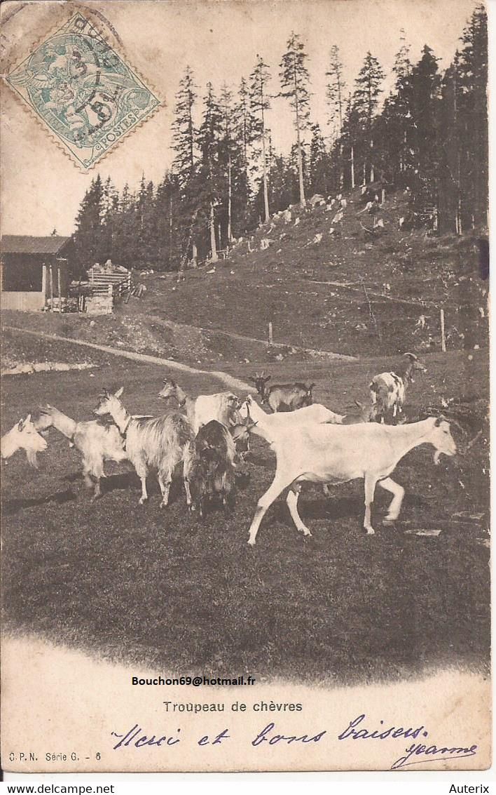 Suisse - NL - Cpn - Troupeau De Chevres  Ziege Chevre Goat - Au