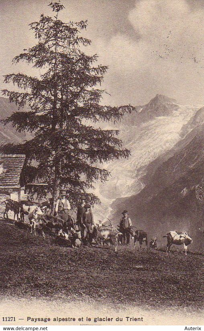 Suisse - Valais - Trient - Paysage Alpestre Et Le Glacier Chalet Ziegen Ziege Chevre Goat - Trient