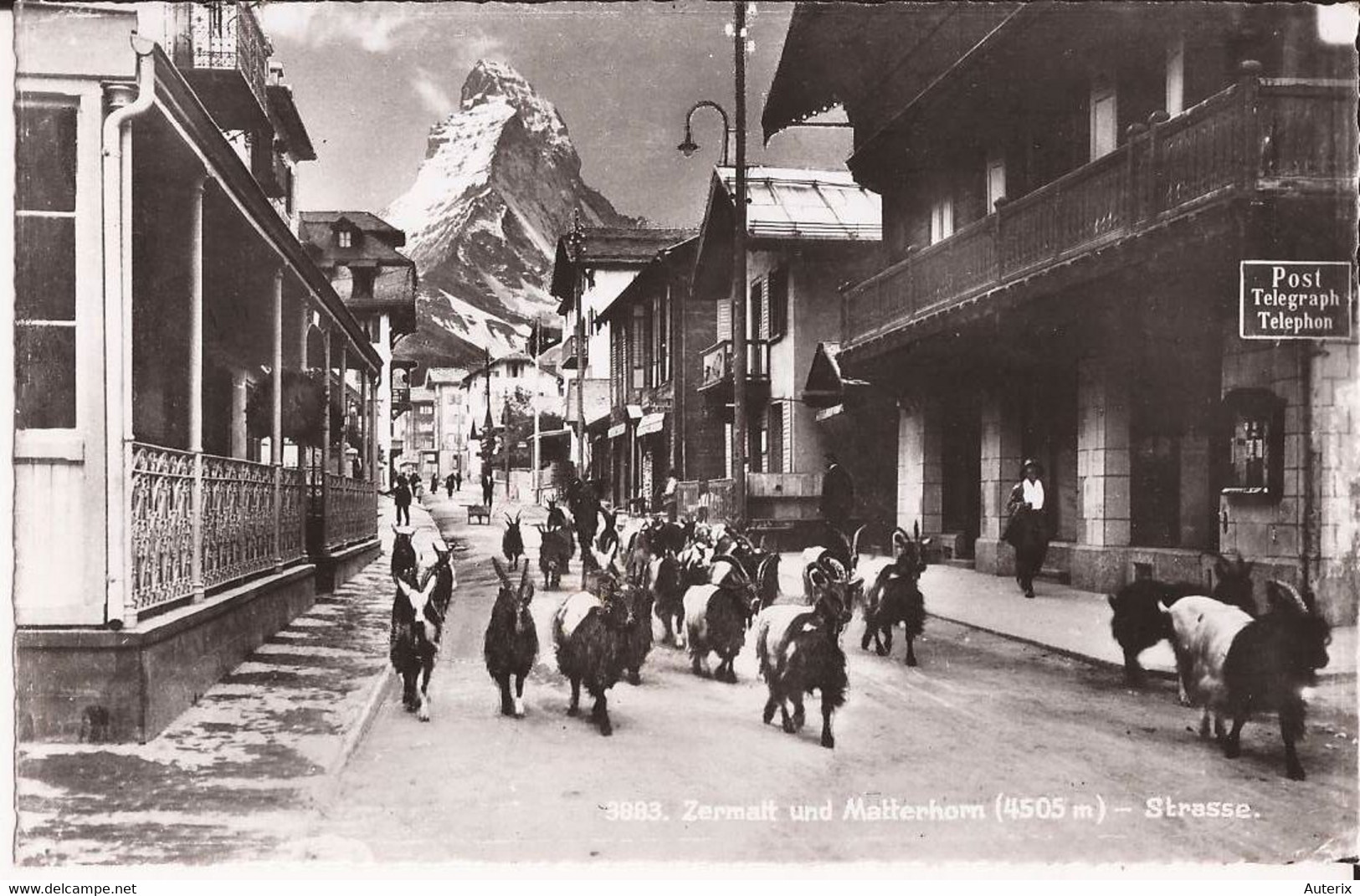 Suisse - Valais - Zermatt Und Matterhorn - Strasse Chevres Ziegen Goat - Zermatt