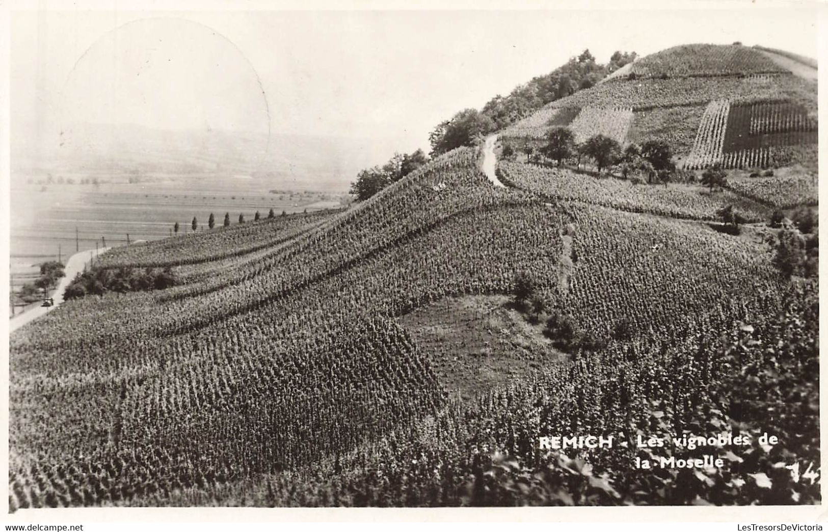 CPA Remich - Les Vignobles De La Moselle - - Viñedos